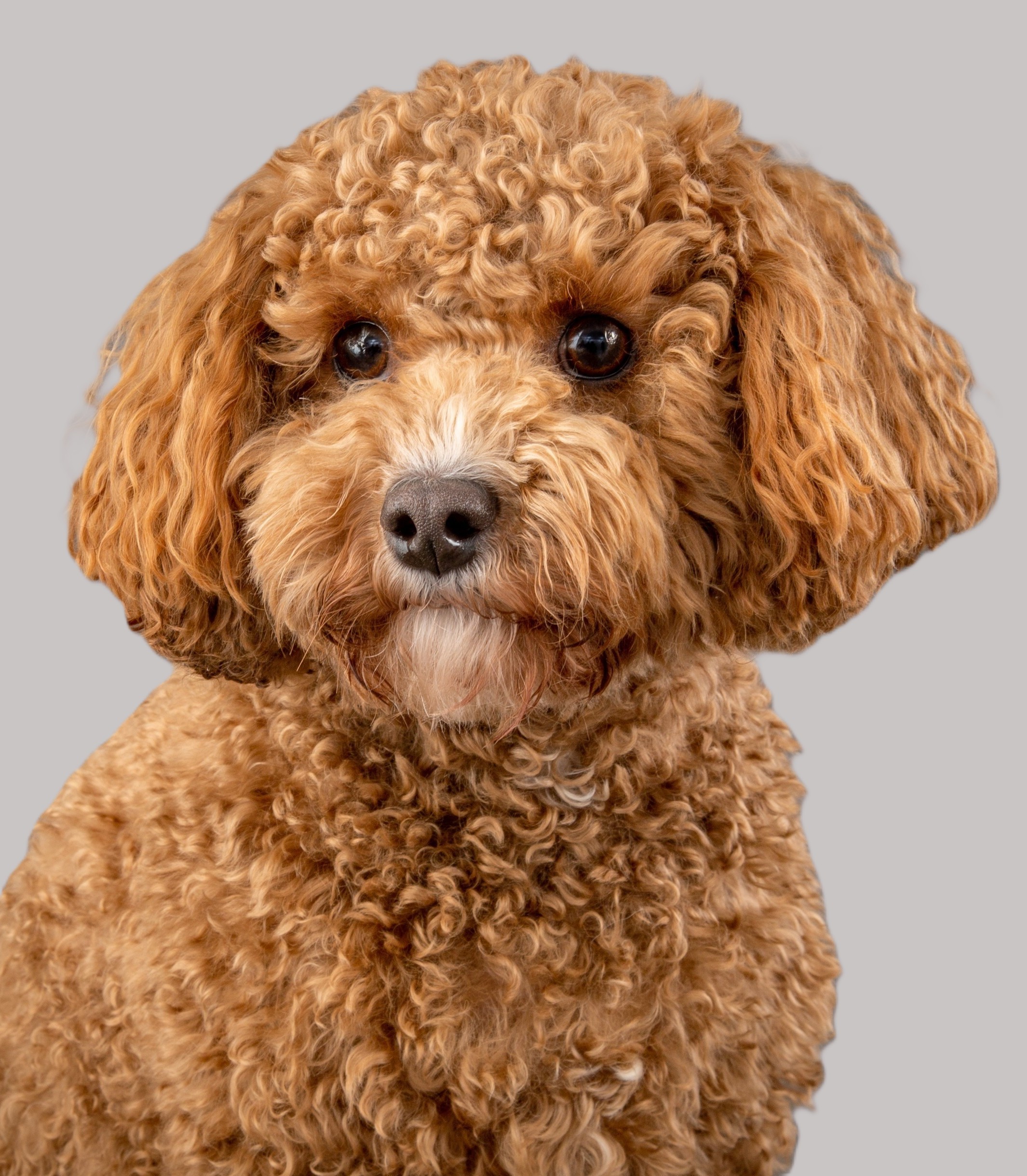 Digby Dog